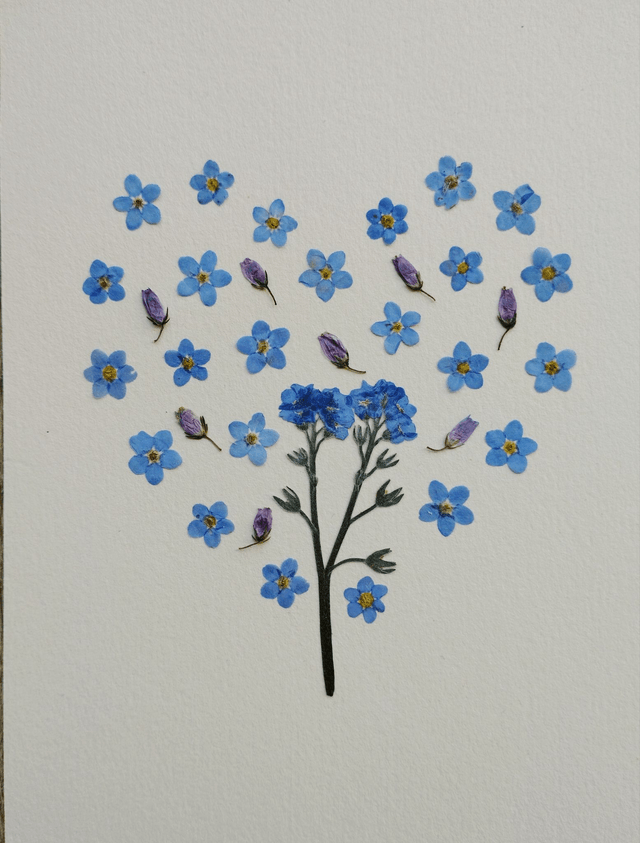 Coeur de Myosotis